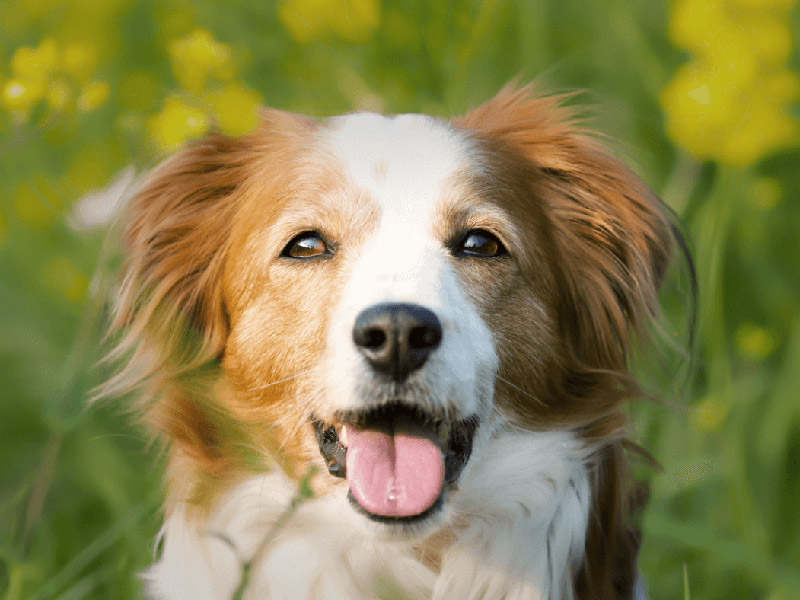 Schüßler Salze für den Hund - Dr. Helga Grafe